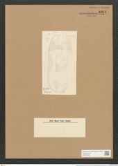 Amphora formosa Cleve (de-Toni-Nr.: Genus 36, Species 1599) Zeichnungen Sammlung Grunow Nr. 3064 (NHMW-BOT-W0370466)